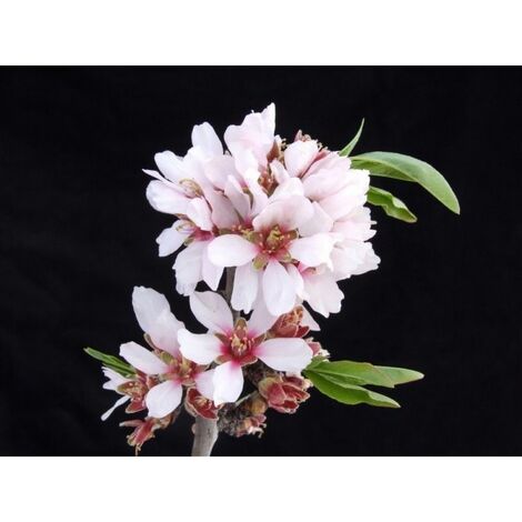 Planta de Prunus Dulcis - Almendro. Altura 30 - 40 Cm