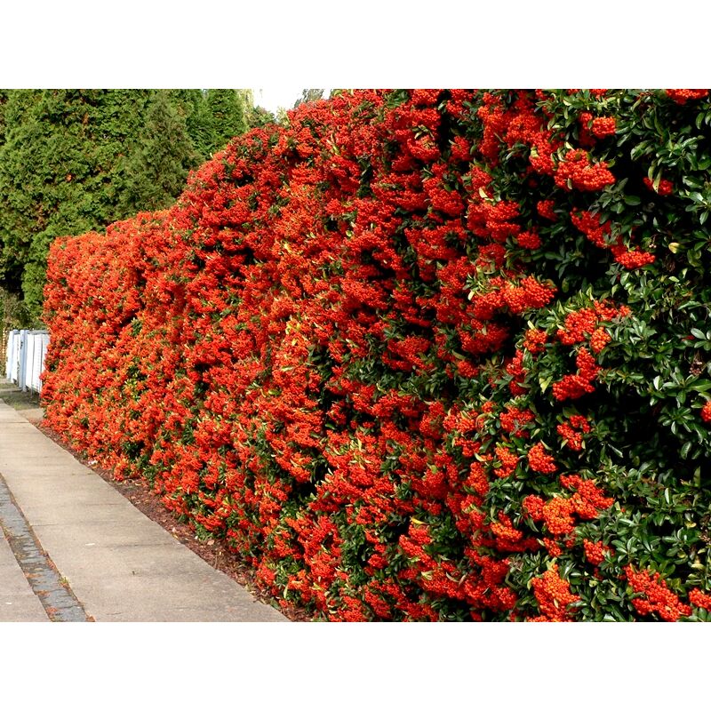 

Planta de Pyracantha Coccinea, Espino de Fuego. 20 - 30 Cm