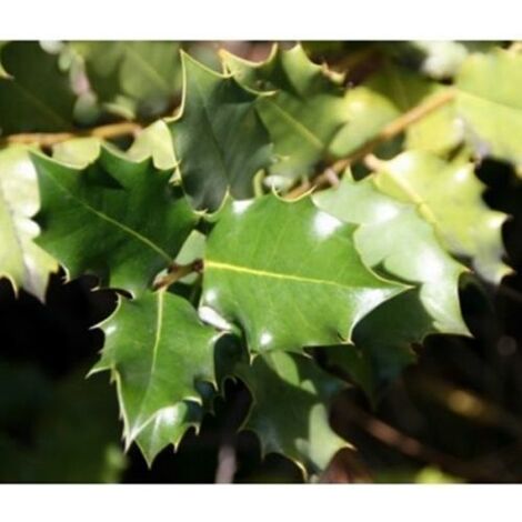 Planta de Quercus Coccifera - Coscoja. 40 - 60 Cm