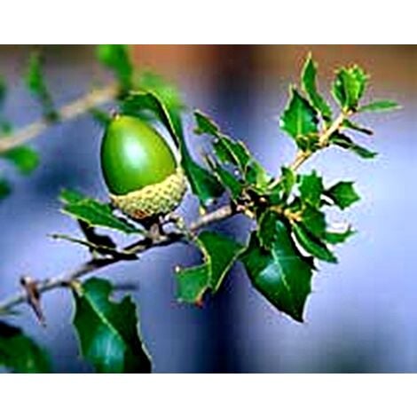 Planta de Quercus Faginea Quejigo. Roble Carrasque�o