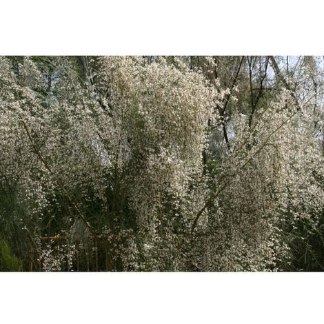 Planta de Retama Monosperma - Retama Blanca
