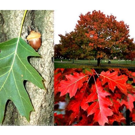 Planta de Roble Americano. Quercus Rubra. 30 - 40 Cm