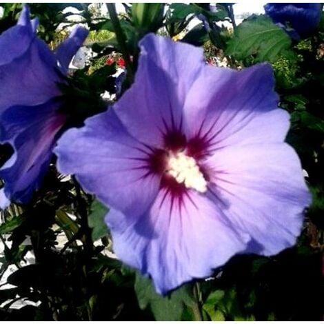 Planta de Rosa de Siria Azul Altea, Hibisco Syriacus Altura Planta 50 - 60 Cm