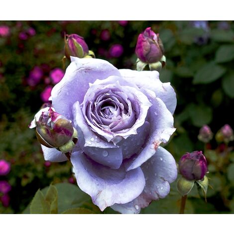 Planta de Rosal Malva / Azulado. Rosa Azul. en Maceta de 2,5 L