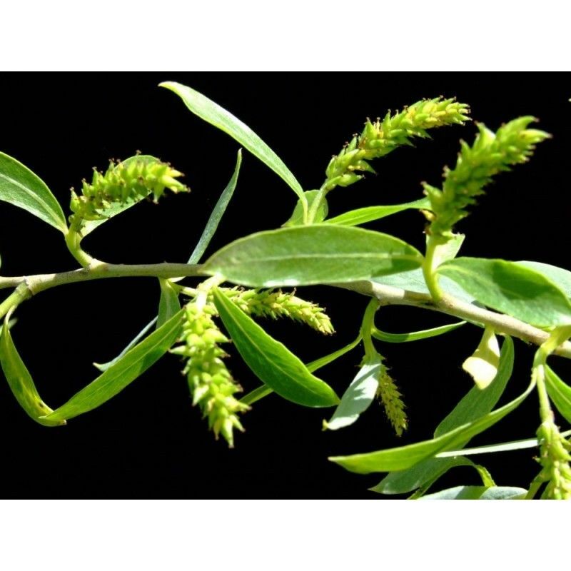 

Planta de Salix Alba - Sauce Blanco. Altura 20 - 30 Cm