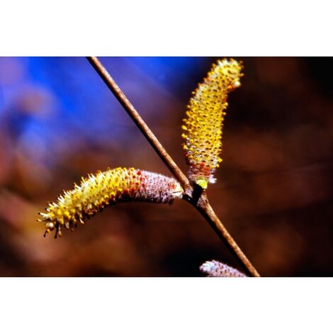 Planta de Salix Purpurea ? Mimbrera
