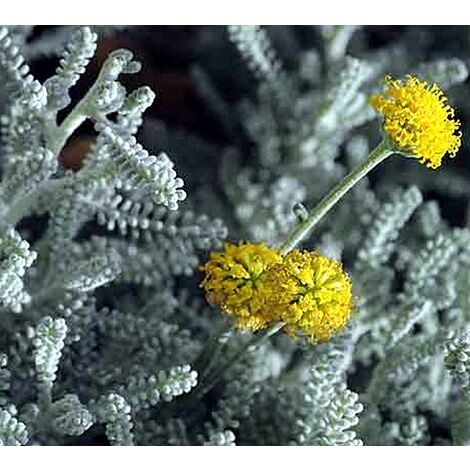 Planta de Santolina Chamaecyparissus
