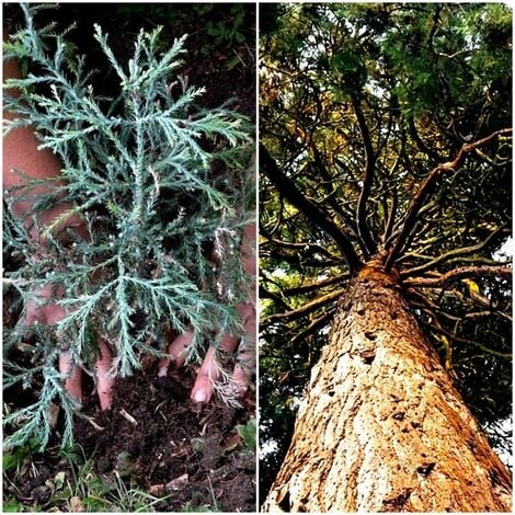Planta de Secuoya, Secoya. Sequoia Sempervirens