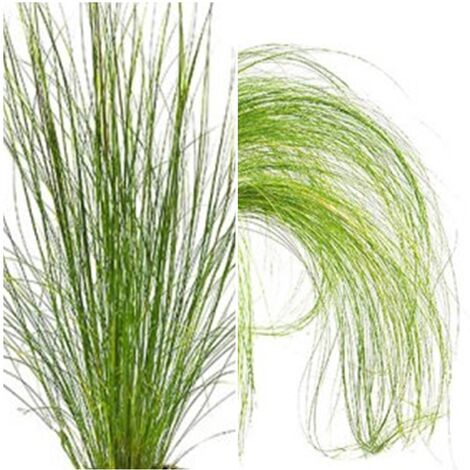 Planta de Stipa Tenuissima. 40 Cm