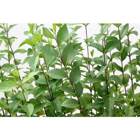 Planta de Ulmus Minor - Olmo Com�n