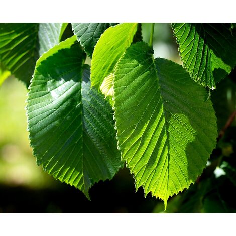 Planta de Ulmus Pumila, Olmo Siberiano