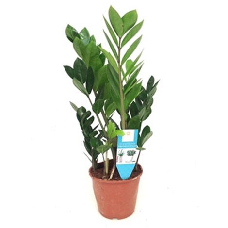 Planta de Zamioculcas. Planta del Dinero. en Maceta M15