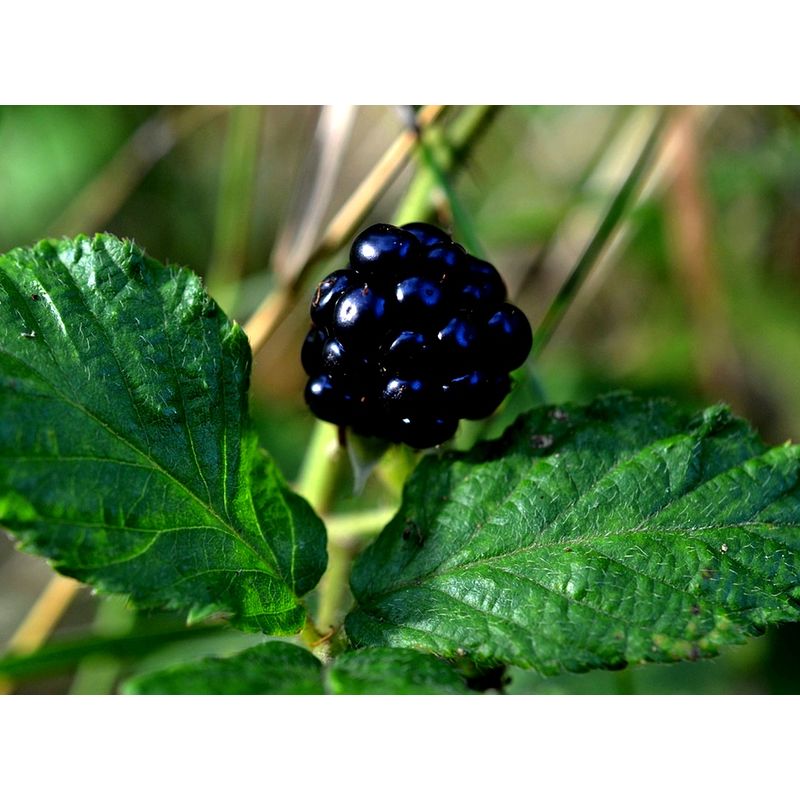 

Planta de Zarzamora SIN Espinas. Rubus Fruticosus Thornfree