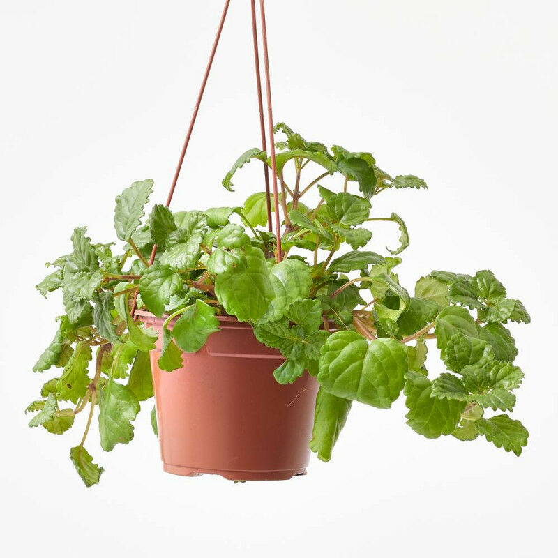 

PLANTA DINERO COLGANTE - Maceta 13cm