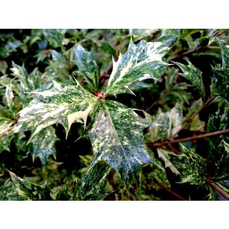 Planta. Falso Acebo. Osmanthus Heterophyllus Tricolor. 30 - 40 Cm
