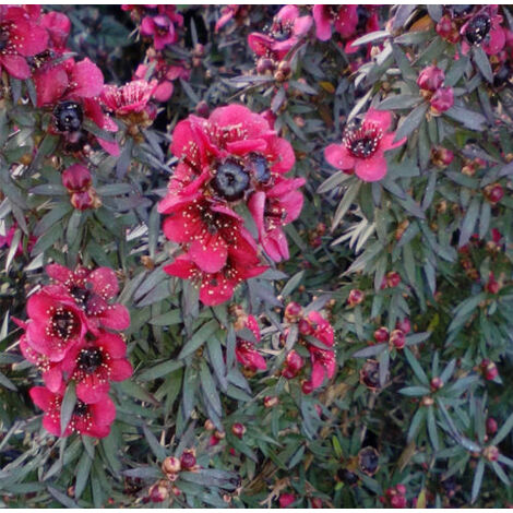 Planta. Flor de Te. Leptospermum Rojo. Altura 40 - 50 Cm