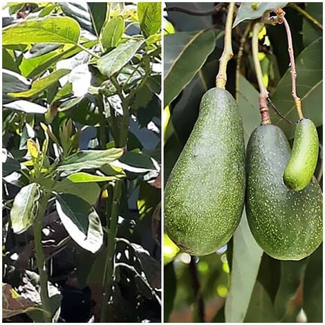 Planta Frutal Aguacate Fuerte. Resistente al Fr�o. 100 - 115 Cm