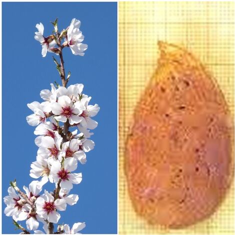 Planta Frutal Almendro Ferragnes. Resistente a la Sequia