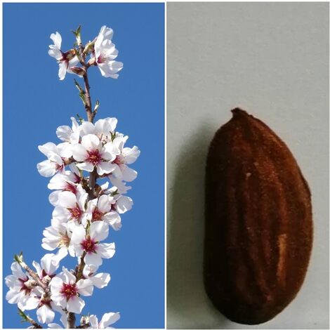 Planta Frutal Almendro Soleta. Pepita Grande