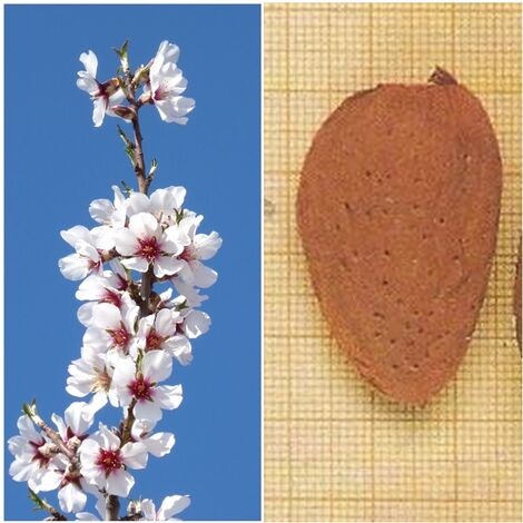 Planta Frutal Almendro Variedad Largueta