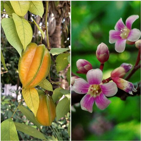 Planta Frutal Ex�tico Carambola. Averrhoa Carambola. 120 - 140 Cm
