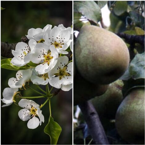 Planta Frutal Pera Flor de Invierno Hardy. 100 - 120 Cm