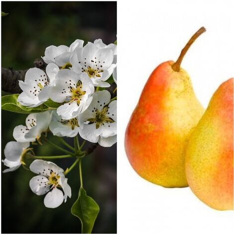 Planta Frutal Peral Ercolini. Variedad Italiana. 80 - 100 Cm
