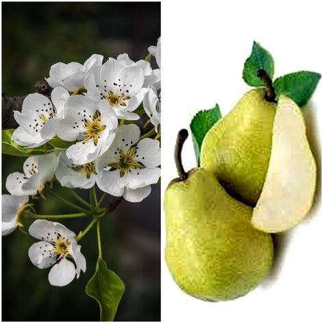 Planta Frutal Peral Williams. Pera Grande Jugosa. 80 - 100 Cm