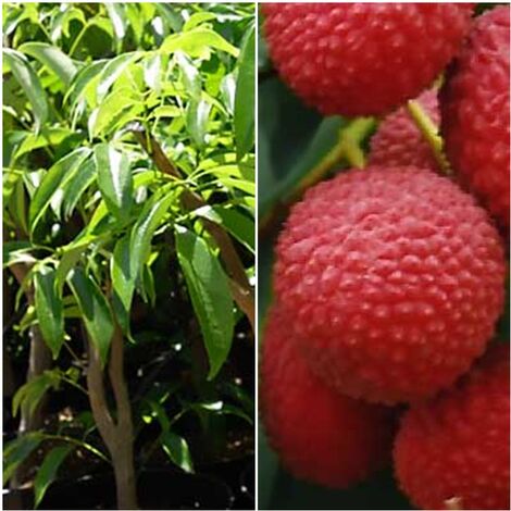 Planta Frutal Tropical Lichi. 80 - 100 Cm