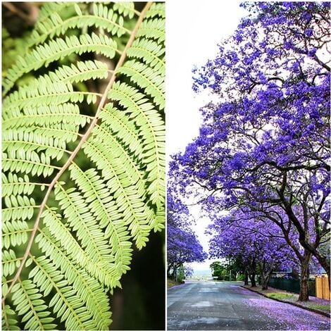 Planta Jacaranda Altura Arbol 150 Cm. Palisandro