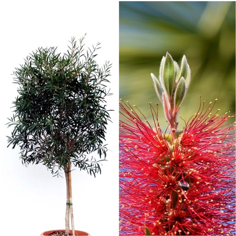 

Planta Limpiatubos Callistemon Laevis en Copa. 90 - 100 Cm