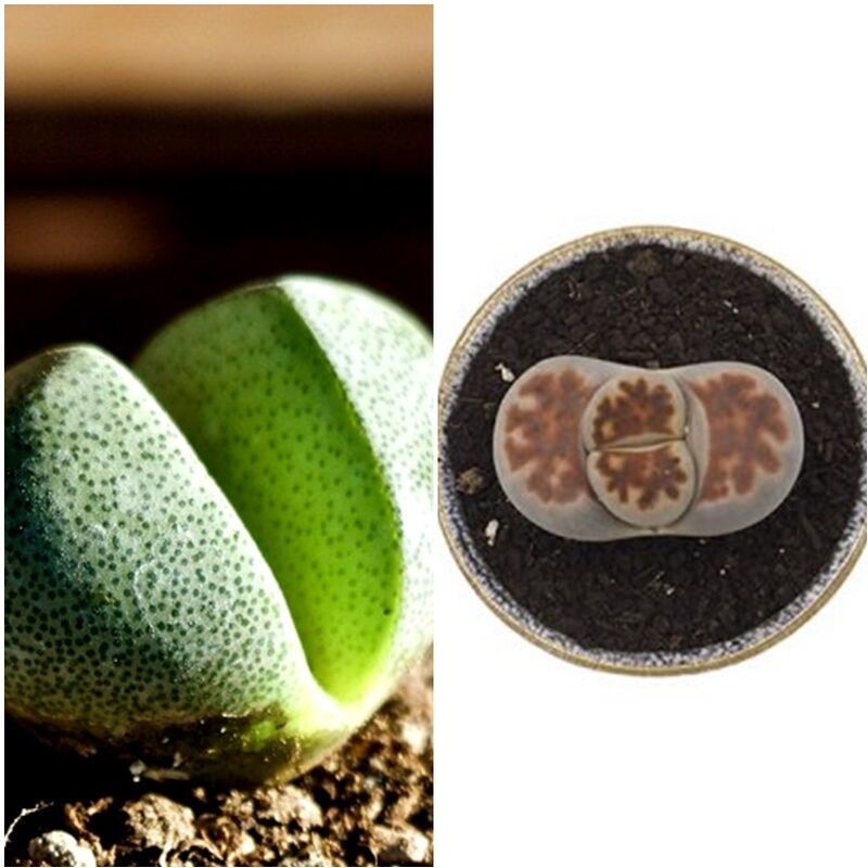 Planta Lithops Cactus Piedra