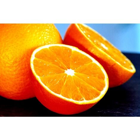 Planta Naranjo Salustiana. una de la Mejor Naranja. 120 Cm