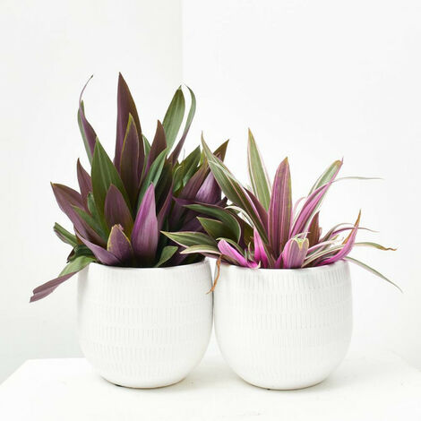 Planta natural AMOR DE HOMBRE MACETA 12CM Verdecora