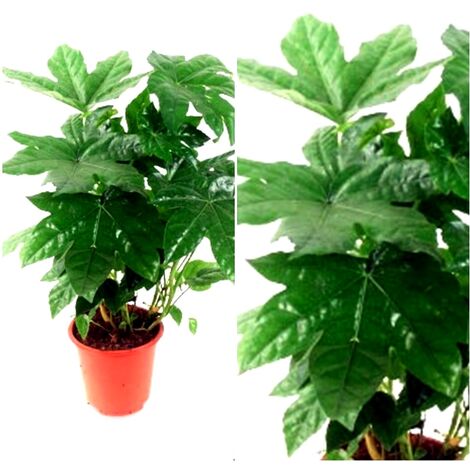 Planta Natural Aralia en Maceta M17