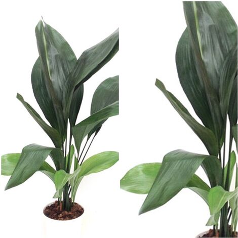 Planta Natural Aspidistra en Maceta M17