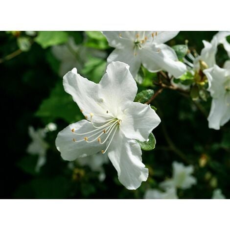 AUTRES Planta natural Azalea Blanca. 30 cm