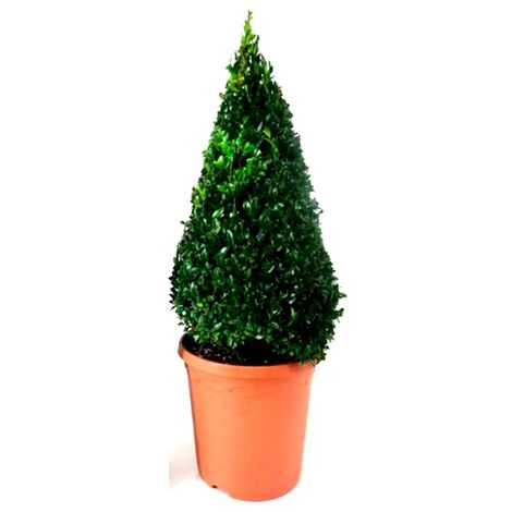 Planta Natural Buxus Piramide en Maceta M25