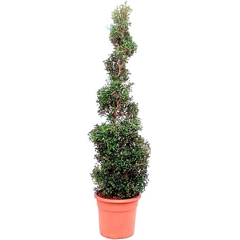 Planta Natural Buxus Spiral en Maceta M24