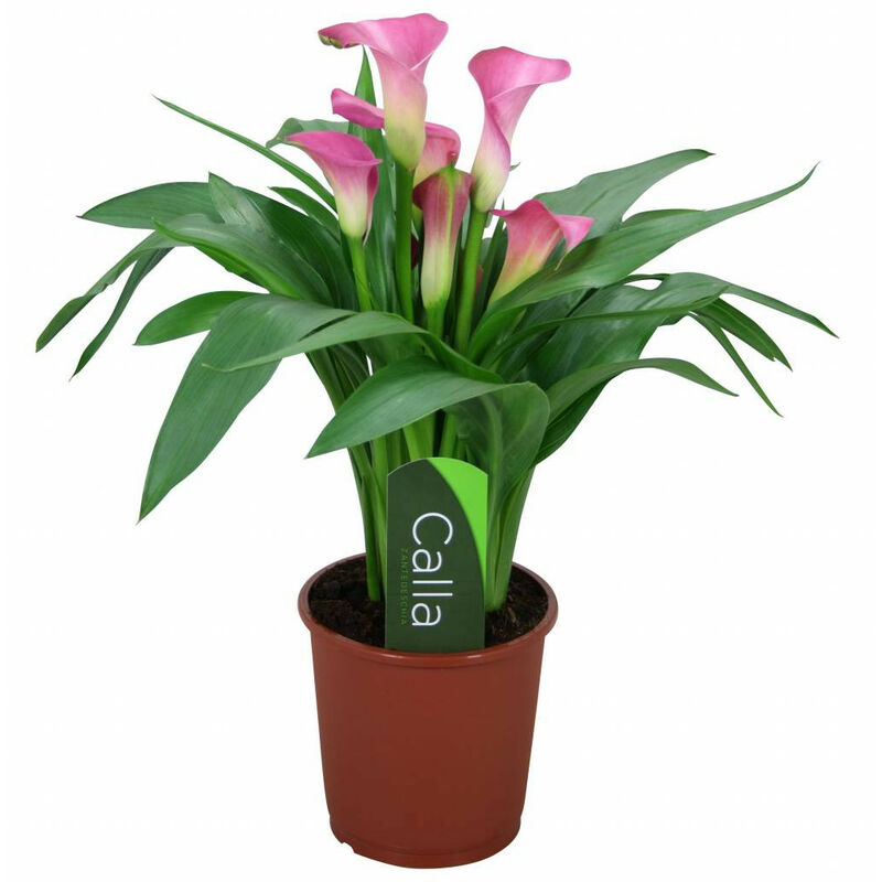 Significado De Las Flores Toda La Informacin De Flores