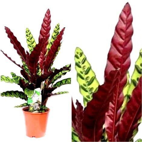 Planta Natural Calatea Lancifolia en Maceta M19
