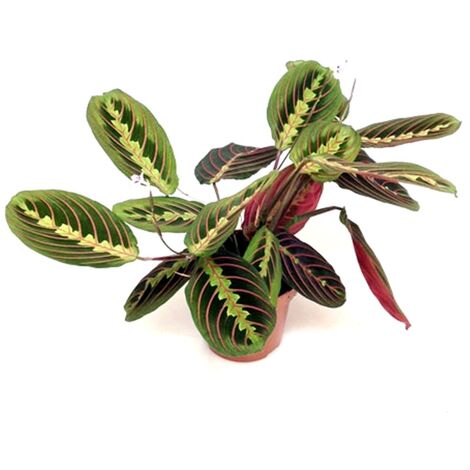 Planta Natural Calatea Maranta Fascinator en Maceta M12