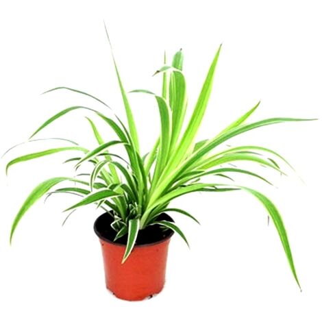 Planta Natural Chlorophito en Maceta C11