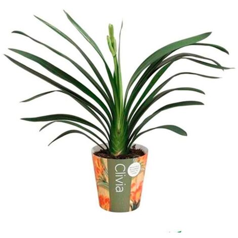 Planta Natural Clivia en Maceta M14