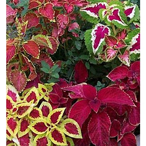 Planta Natural Coleo. Coleus Blumei. en Maceta de 11 Cm
