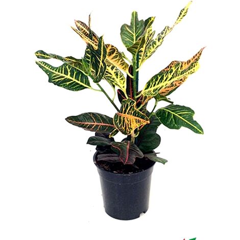 Planta Natural Croton Excellent en Maceta M17
