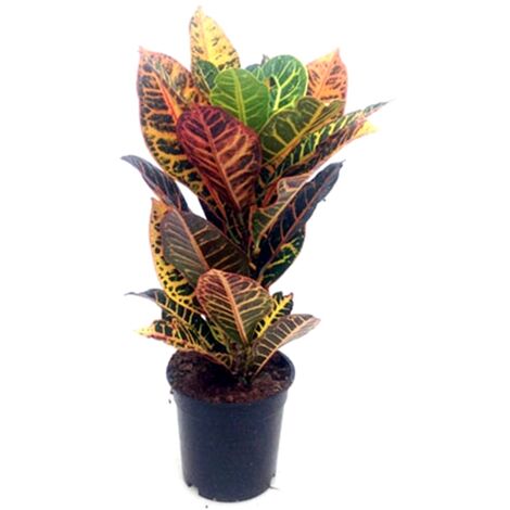Planta Natural Croton Petra en Maceta M17