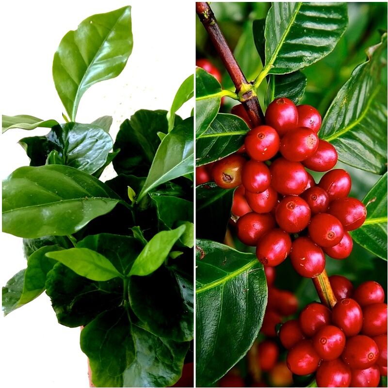 

Planta Natural de Café. Cafeto. Coffea Arabica