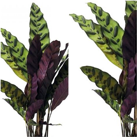 Planta Natural de Calathea Variada. 50 - 60 Cm