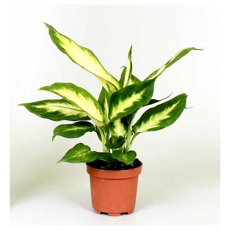 

Planta Natural de Dieffenbachia Camila. 15 - 20 Cm